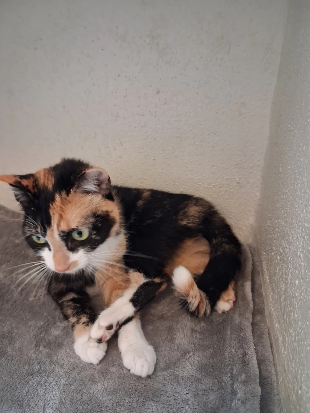 Bristol, female mixed breed for adoption at SPA Saint-Étienne Loire, Saint-Étienne
