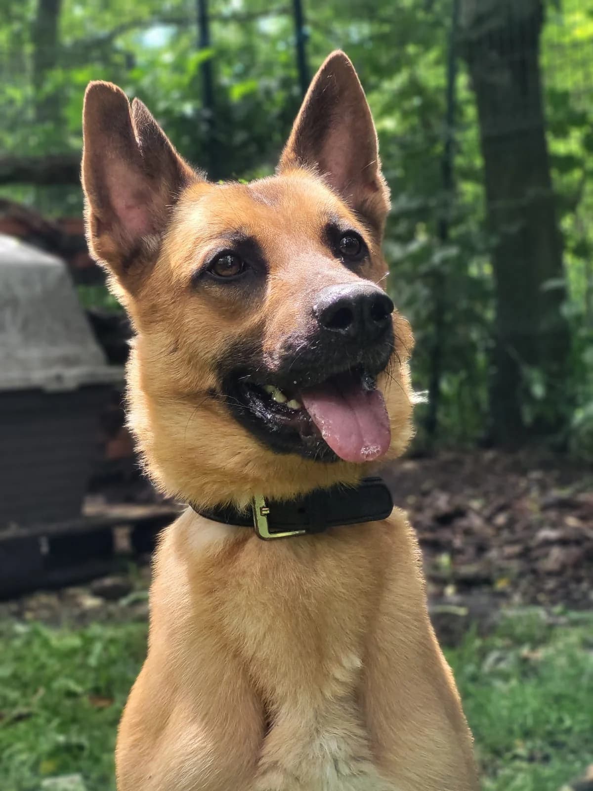 Natsu, male young Belgian Malinois for adoption at SPA Saint-Étienne Loire, Saint-Étienne