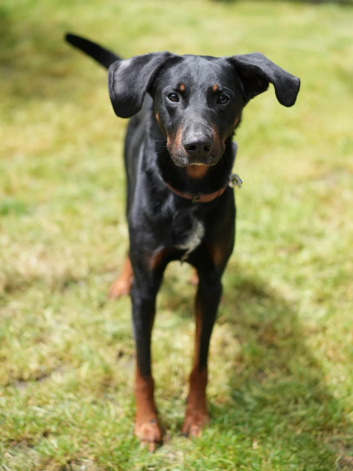 Rixy, male 5yo mixed breed for adoption at SPA Saint-Étienne Loire, Saint-Étienne
