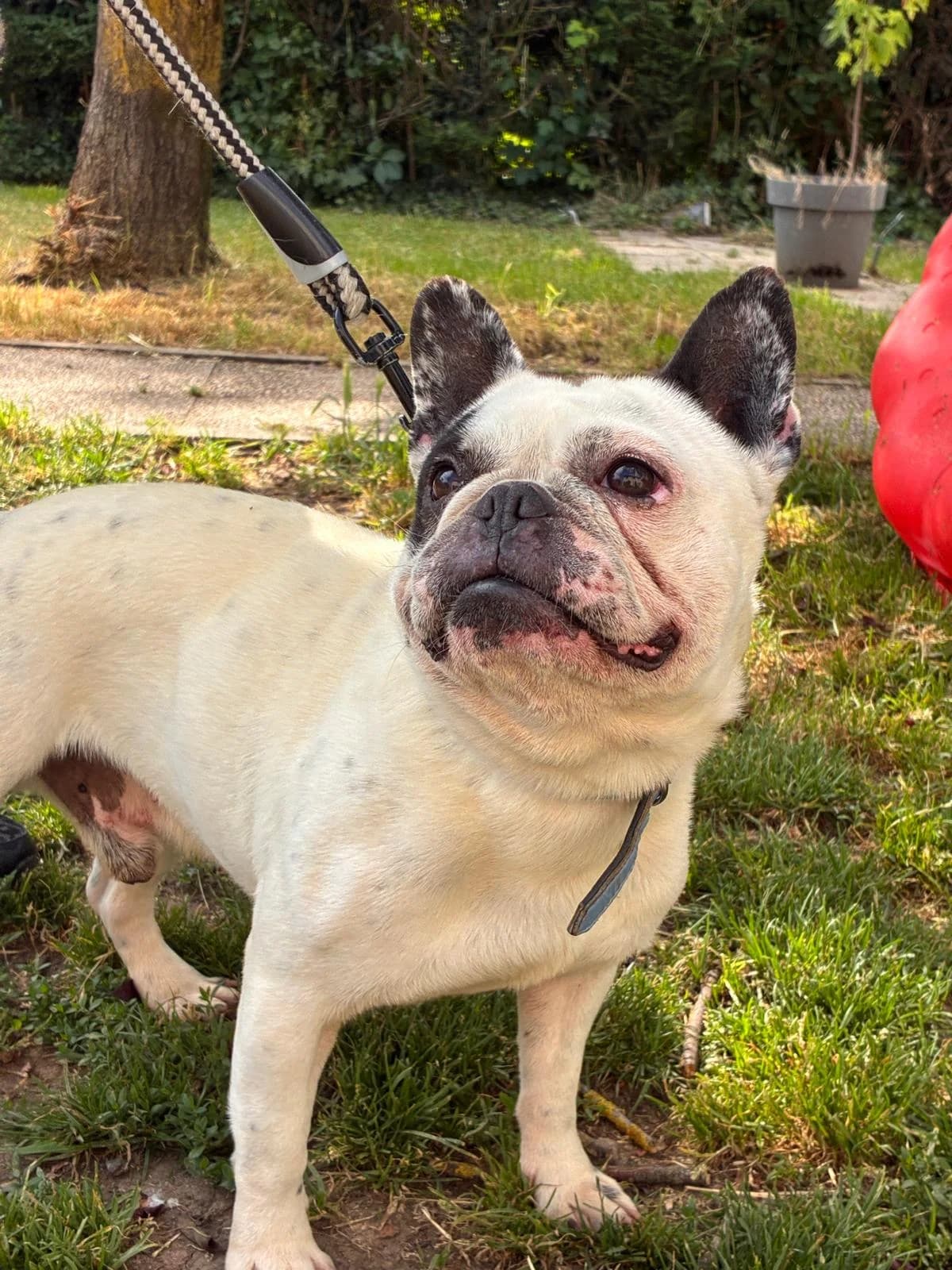 Sasha, male 4yo French Bulldog for adoption at SPA Saint-Étienne Loire, Saint-Étienne