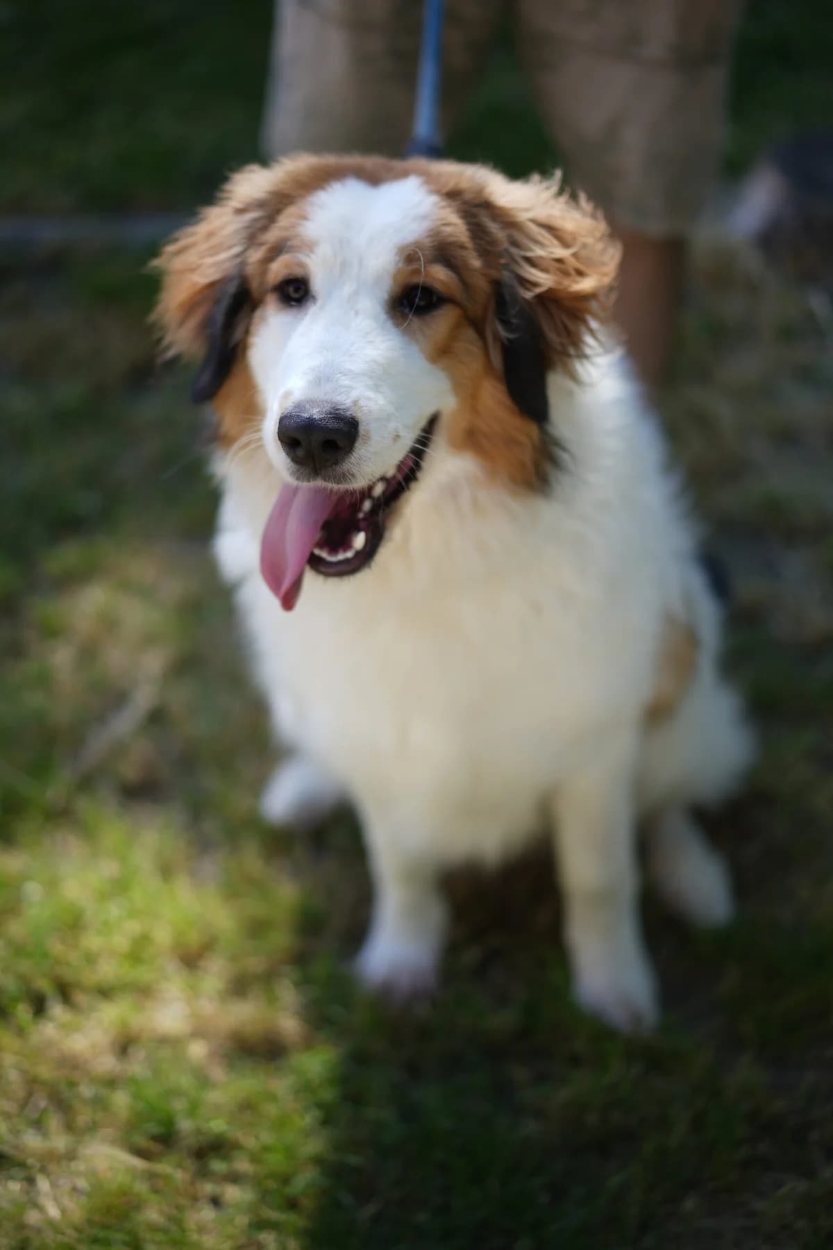 Alma, female puppy mixed breed for adoption at SPA Saint-Étienne Loire, Saint-Étienne