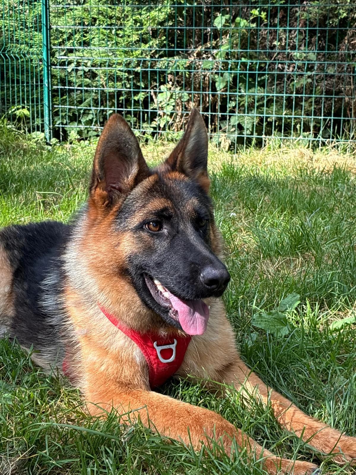 Belle, female puppy German Shepherd for adoption at SPA Saint-Étienne Loire, Saint-Étienne