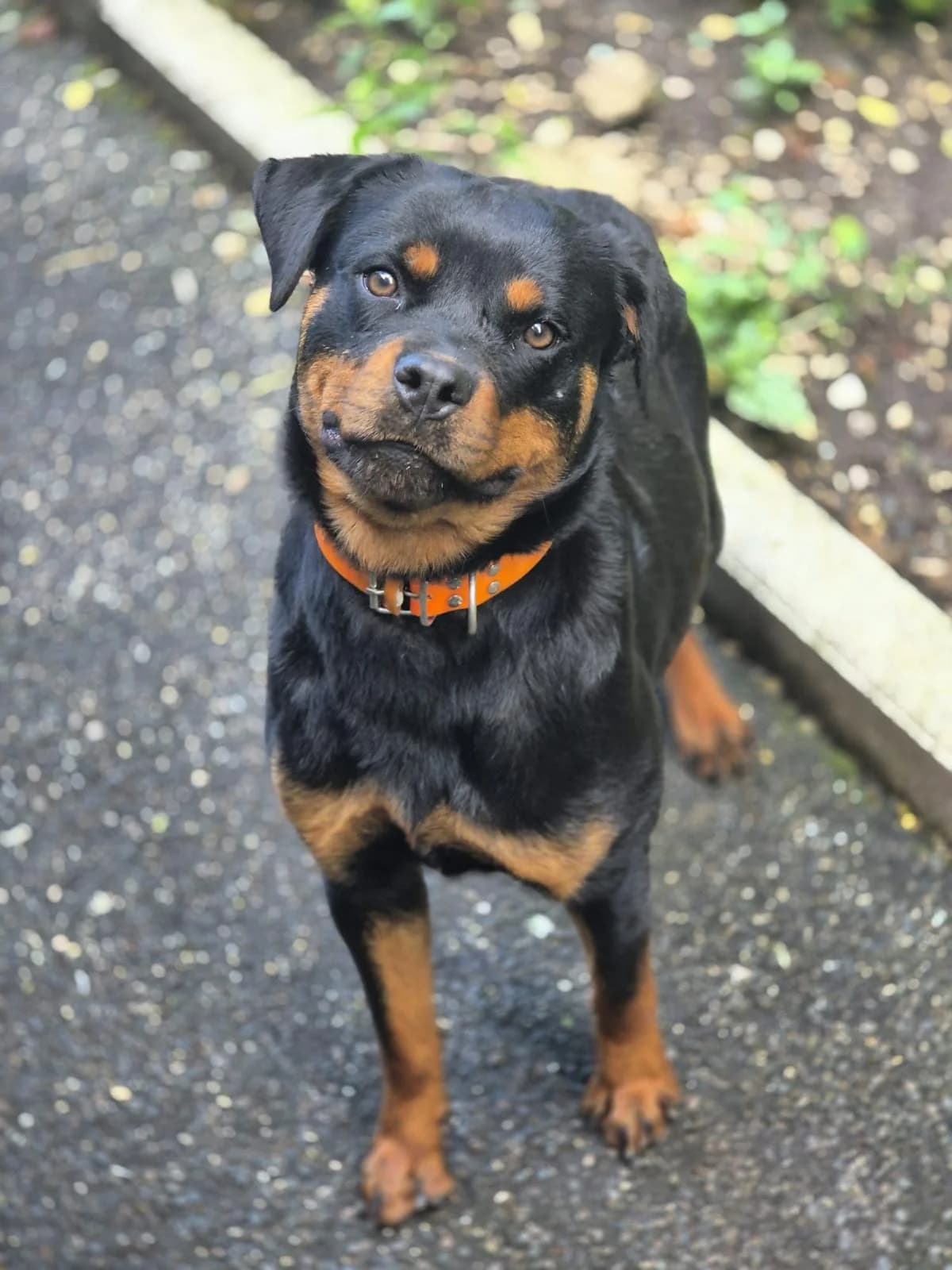Malya, female young Rottweiler for adoption at SPA Saint-Étienne Loire, Saint-Étienne