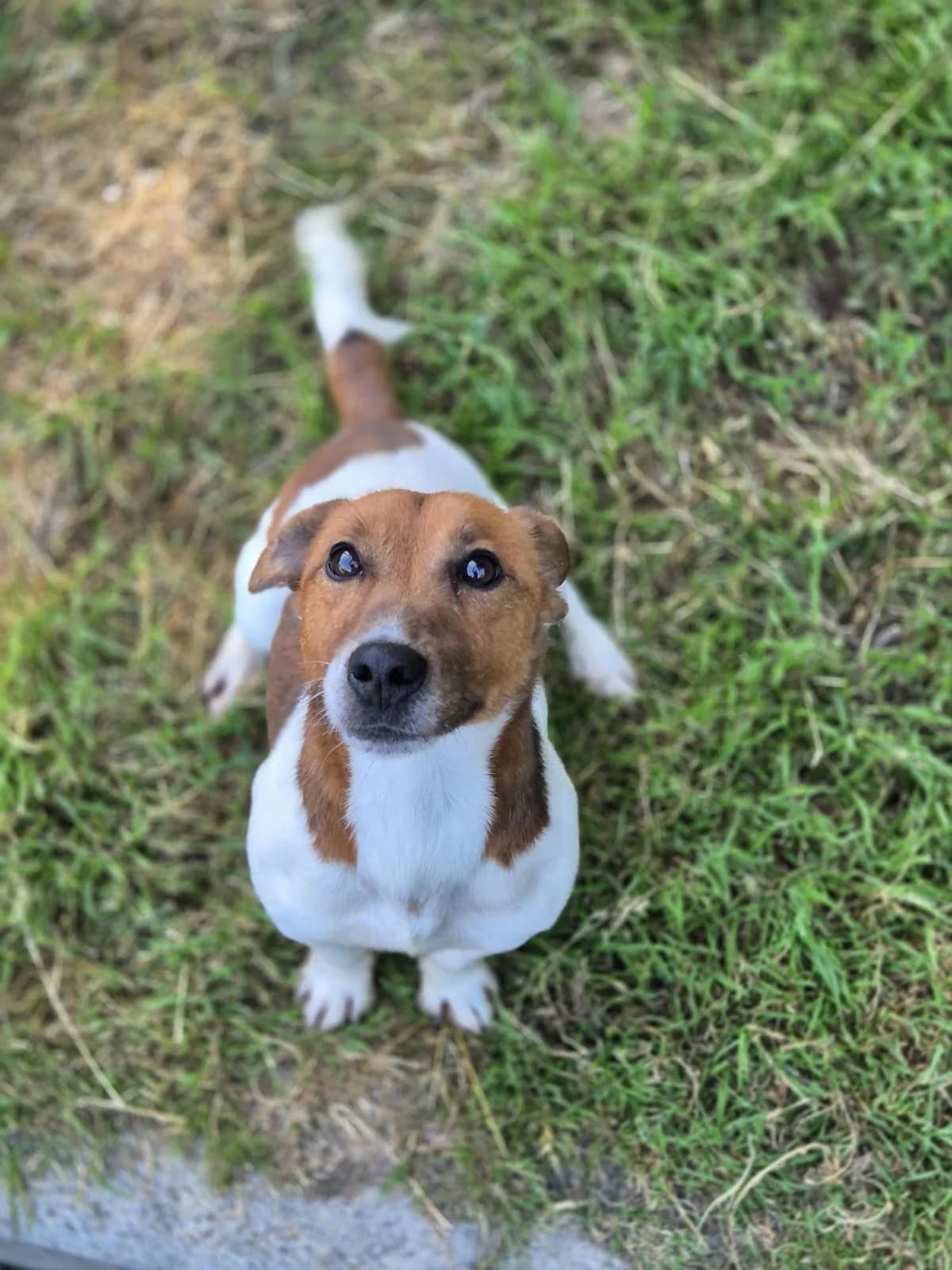 Jacky, male 3yo Jack Russell Terrier for adoption at SPA Saint-Étienne Loire, Saint-Étienne