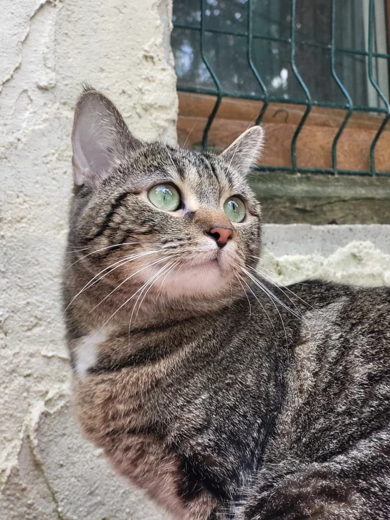 Biscotte, female mixed breed for adoption at SPA Saint-Étienne Loire, Saint-Étienne