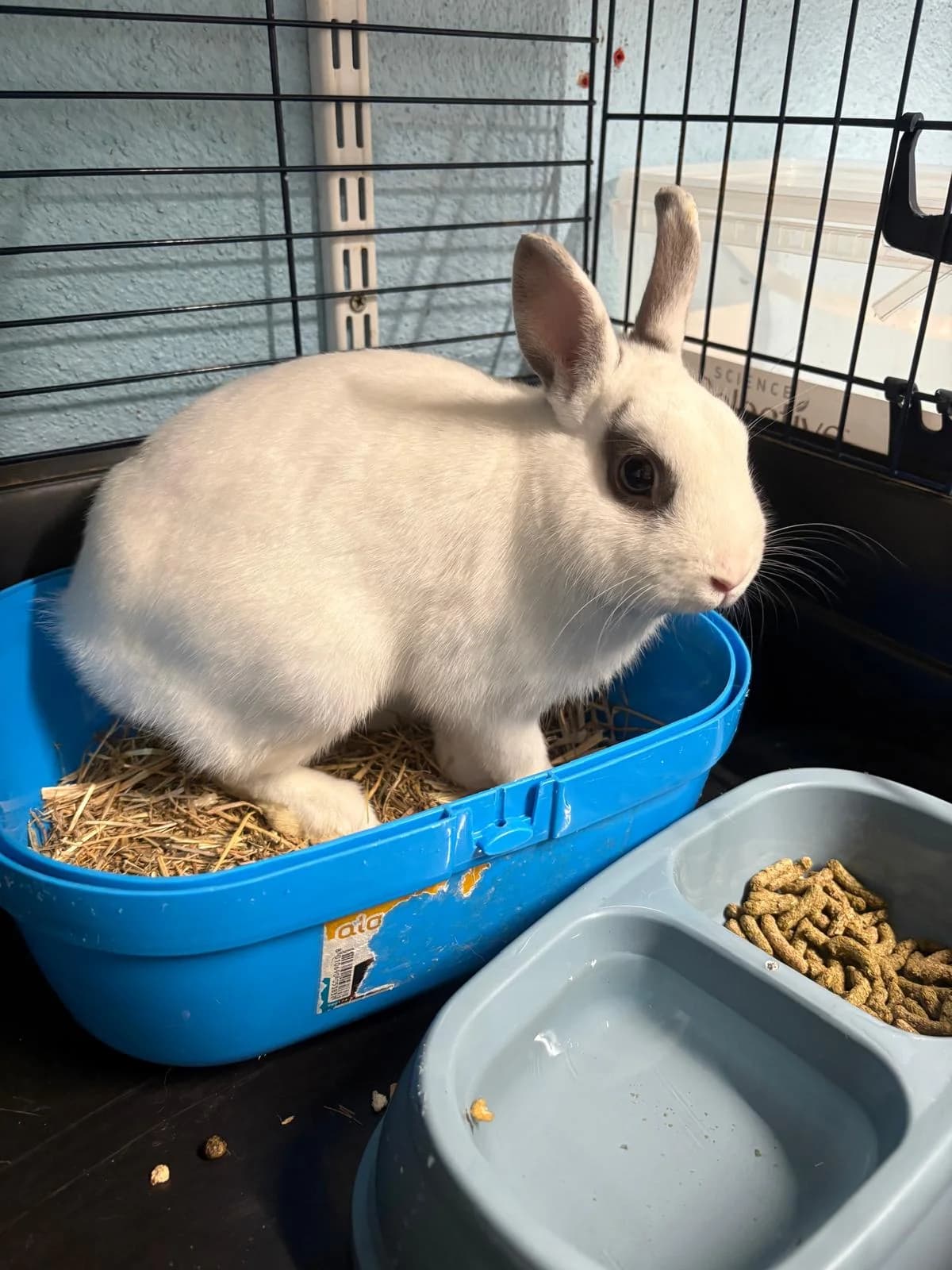 Bunny, male Mixed Breed for adoption at SPA Saint-Étienne Loire, Saint-Étienne