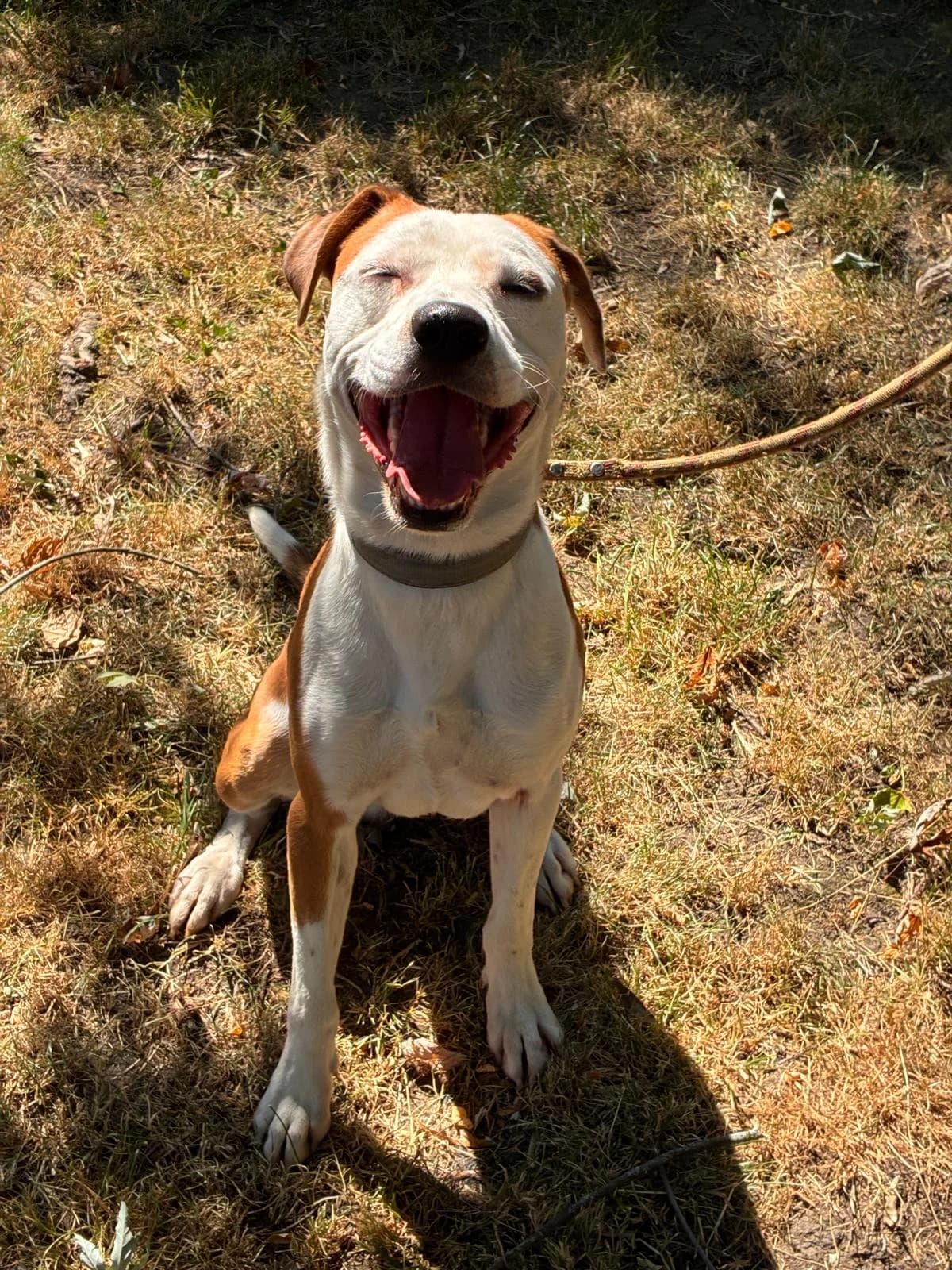 Mirage, male young American Staffordshire Terrier for adoption at SPA Saint-Étienne Loire, Saint-Étienne