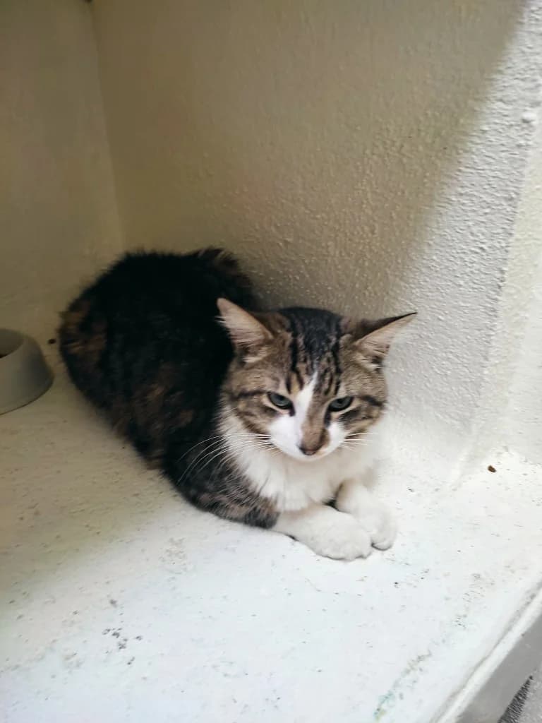 Aïko, male mixed breed for adoption at SPA Saint-Étienne Loire, Saint-Étienne