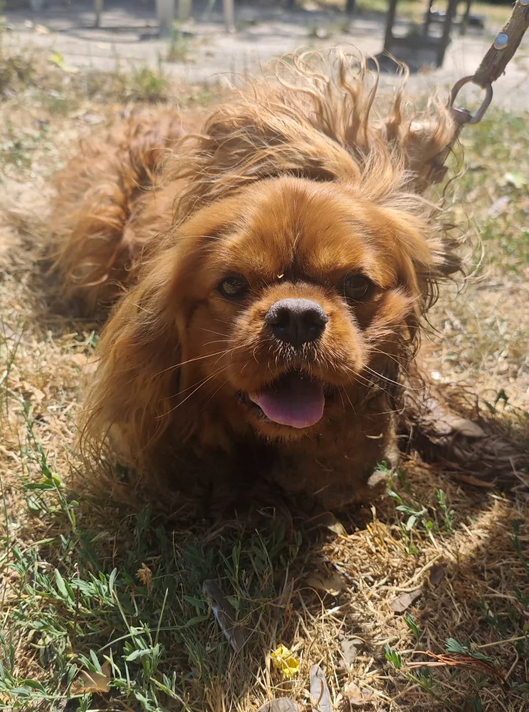 Twinky, male 3yo Cavalier King Charles Spaniel for adoption at SPA Saint-Étienne Loire, Saint-Étienne