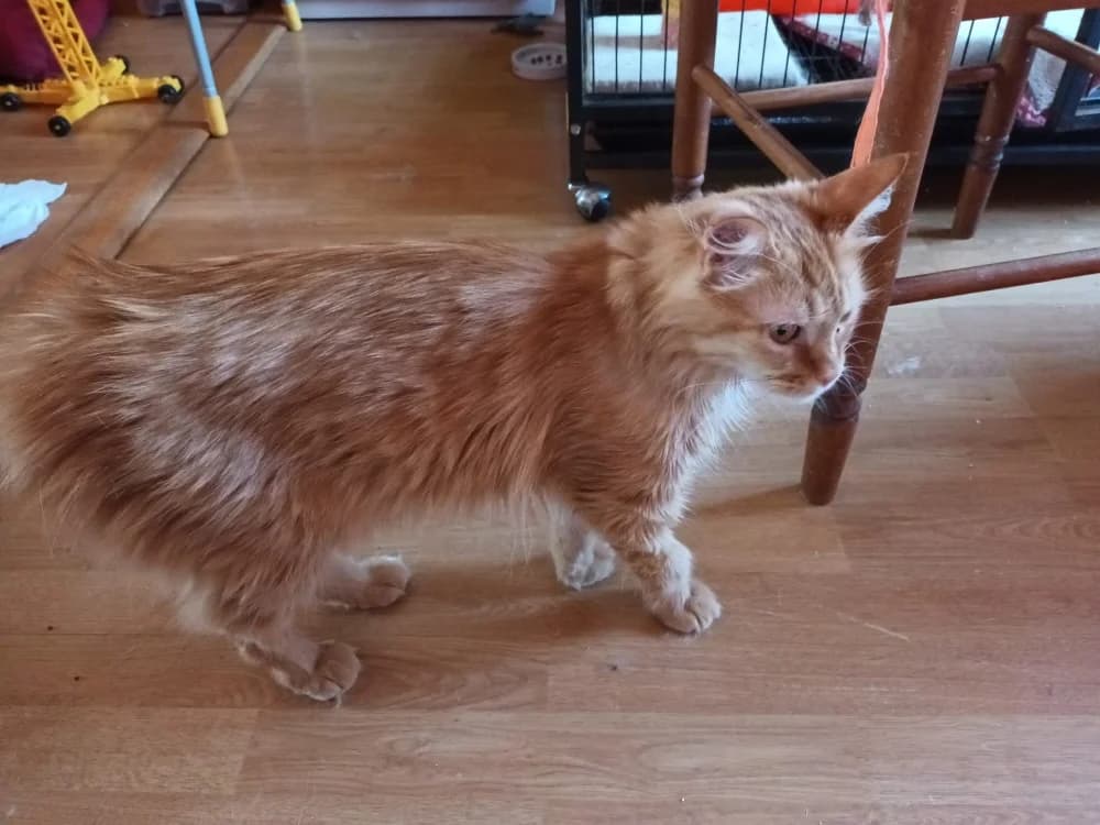 AMOS, male 3yo mixed breed for adoption at SPA Saint-Étienne Loire, Saint-Étienne
