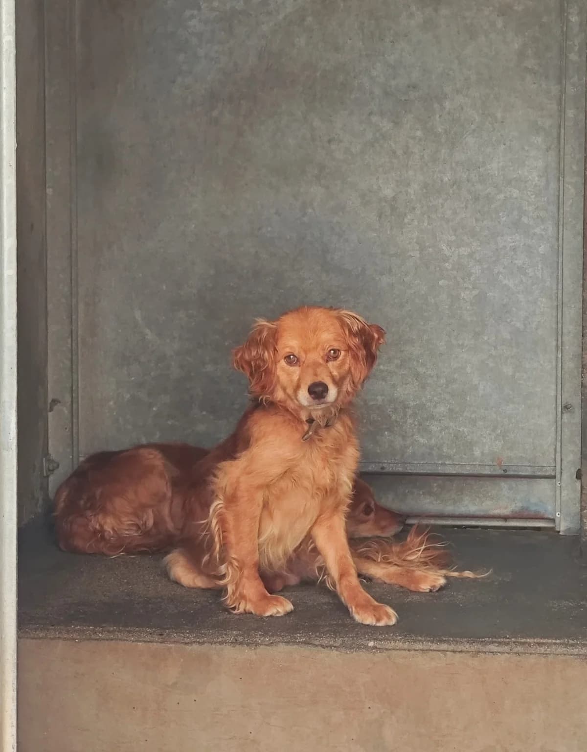 Virik, male senior mixed breed for adoption at SPA Saint-Étienne Loire, Saint-Étienne