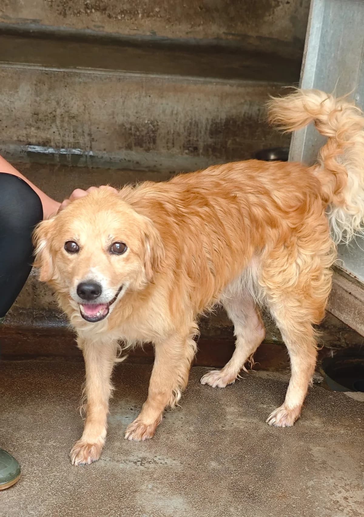 Youky, male senior mixed breed for adoption at SPA Saint-Étienne Loire, Saint-Étienne