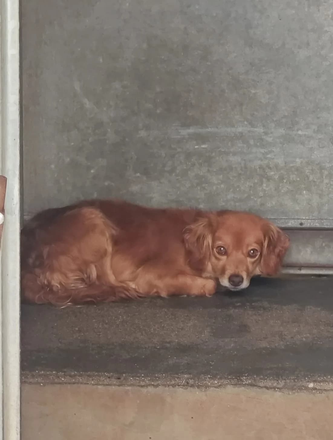 Gipsy, female senior mixed breed for adoption at SPA Saint-Étienne Loire, Saint-Étienne