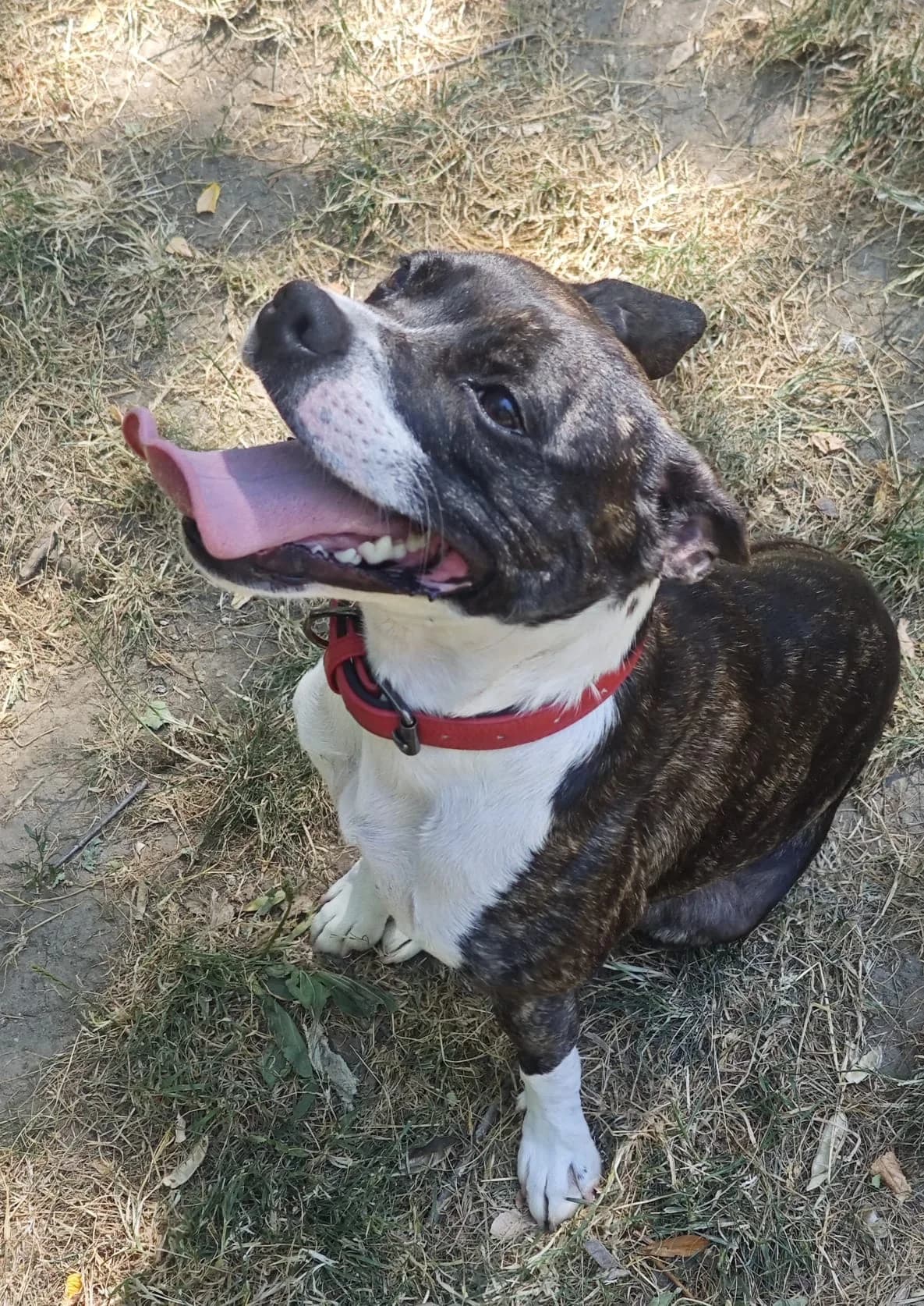 Patoune, female young French Bulldog for adoption at SPA Saint-Étienne Loire, Saint-Étienne