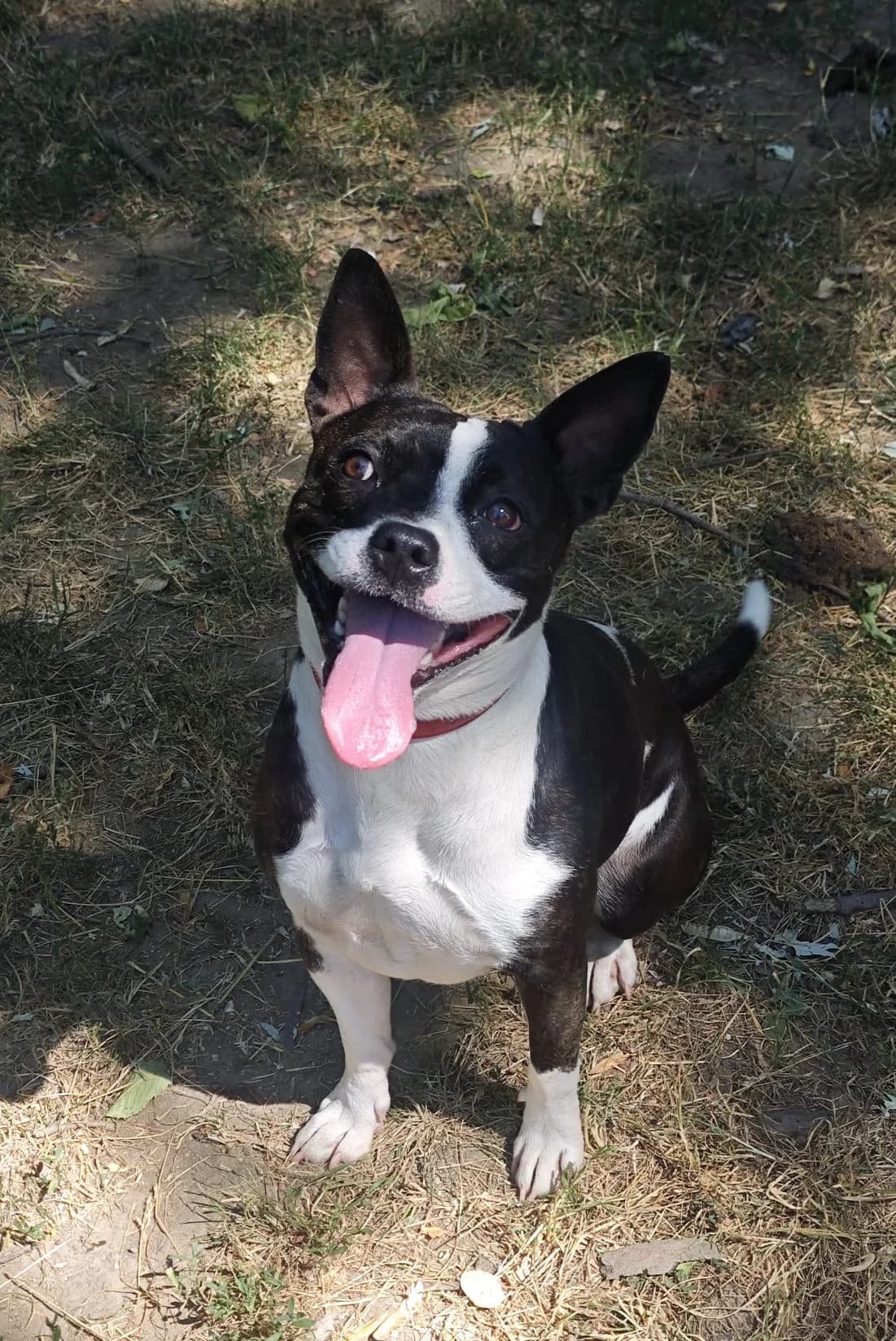 Omega, female young French Bulldog for adoption at SPA Saint-Étienne Loire, Saint-Étienne