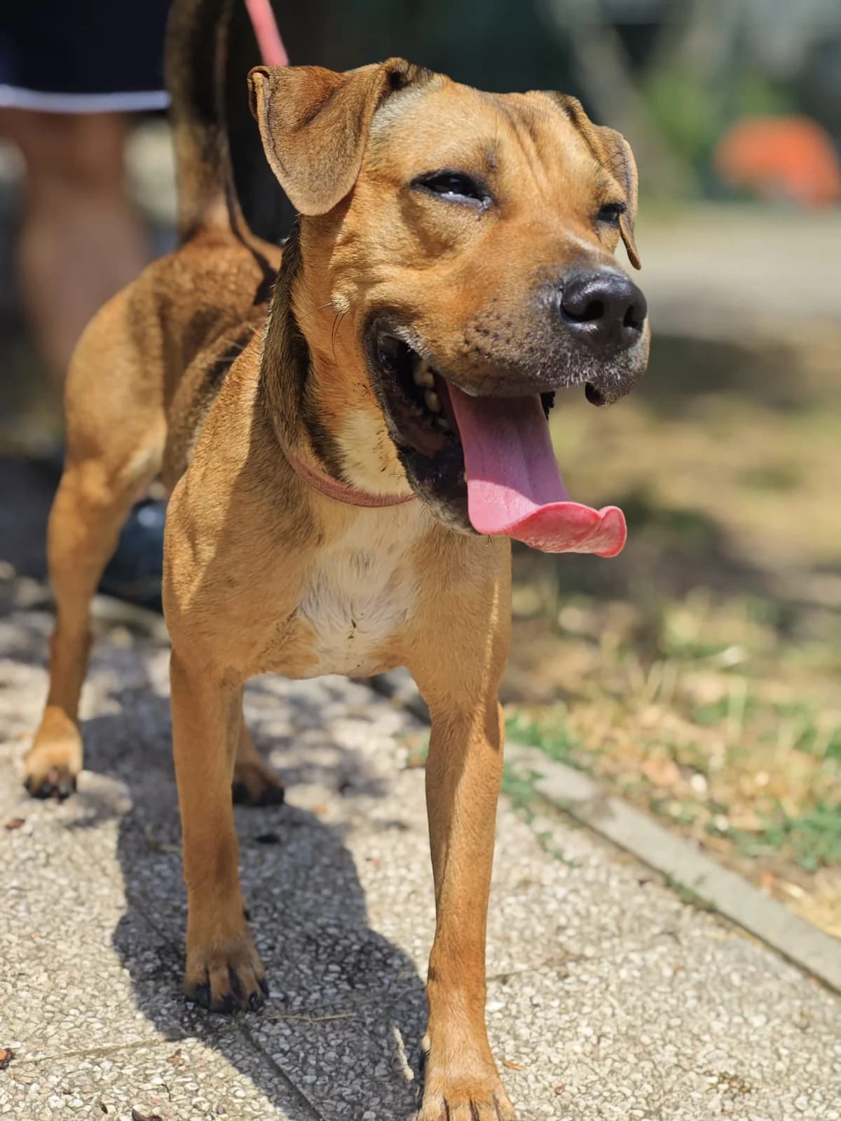 Thaïs, female 3yo Shar Pei for adoption at SPA Saint-Étienne Loire, Saint-Étienne