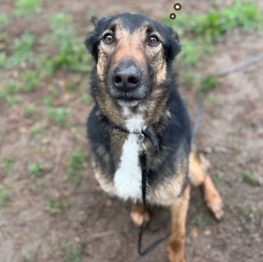 Thanos, male 4yo Belgian Malinois for adoption at SPA Saint-Étienne Loire, Saint-Étienne