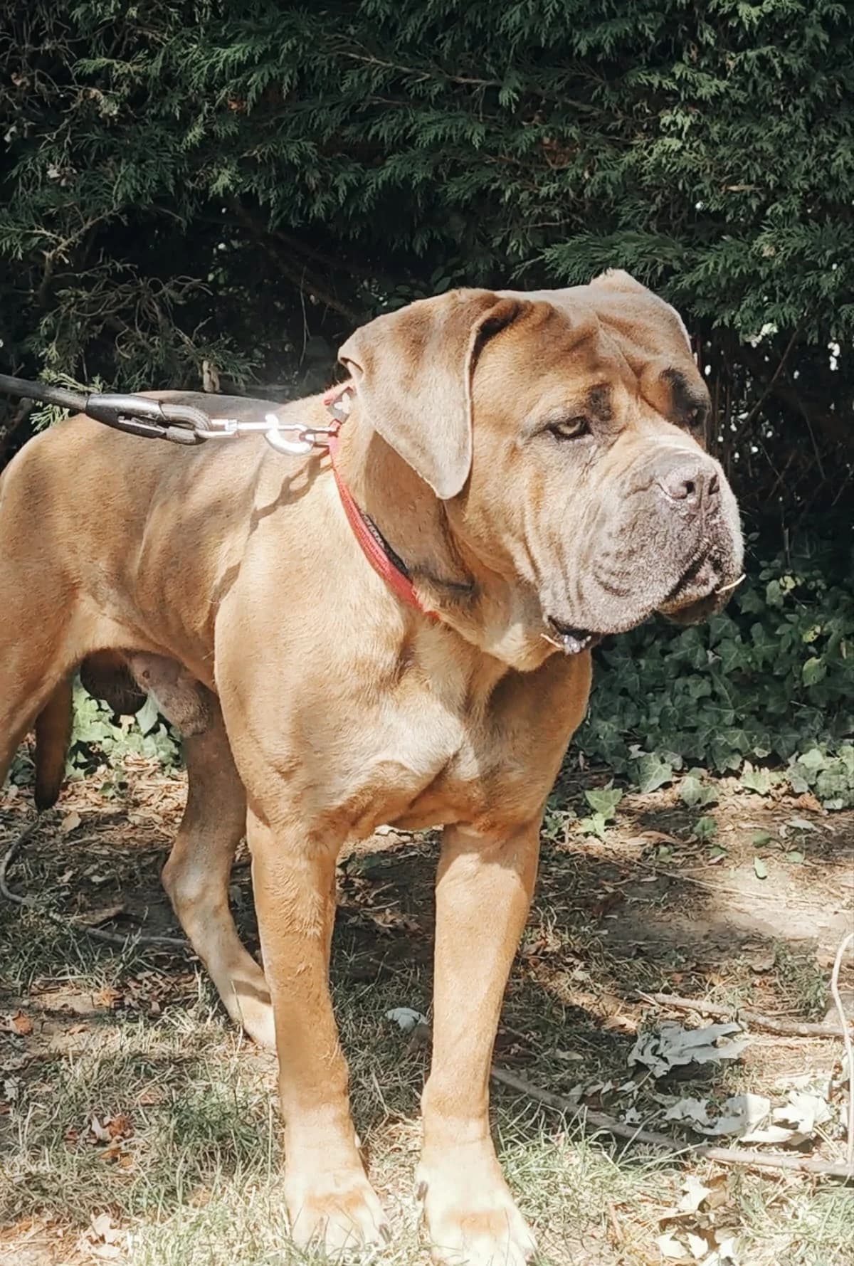 Tom, male 4yo Cane Corso for adoption at SPA Saint-Étienne Loire, Saint-Étienne