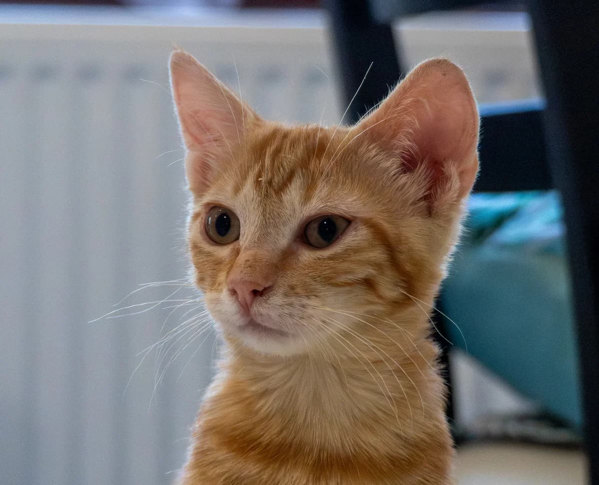 Roxy,  (SPA Saint-Étienne Loire)