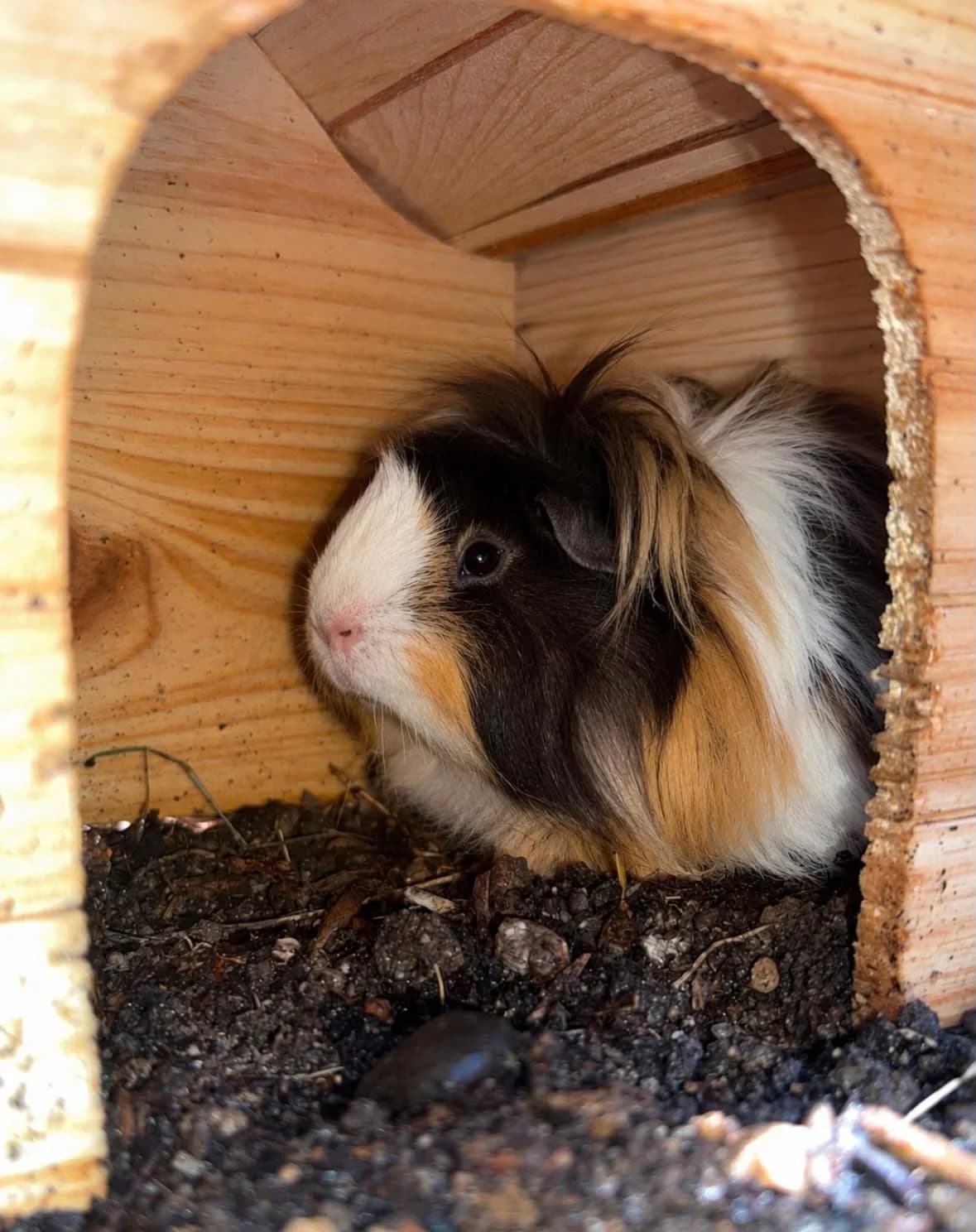 Peluche, female Mixed Breed for adoption at SPA Saint-Étienne Loire, Saint-Étienne