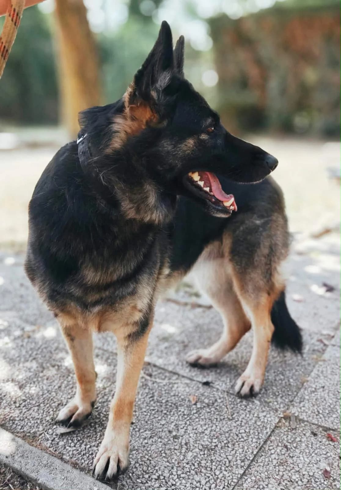 Reza, female 5yo German Shepherd for adoption at SPA Saint-Étienne Loire, Saint-Étienne