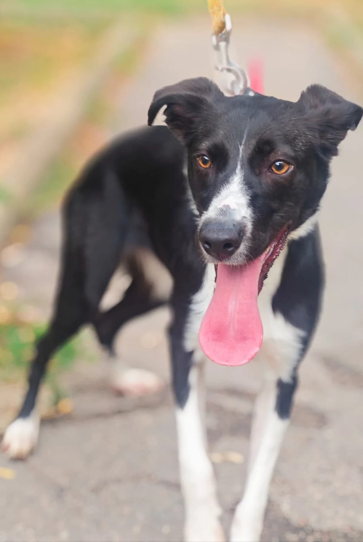 Zora, female puppy Border Collie for adoption at SPA Saint-Étienne Loire, Saint-Étienne