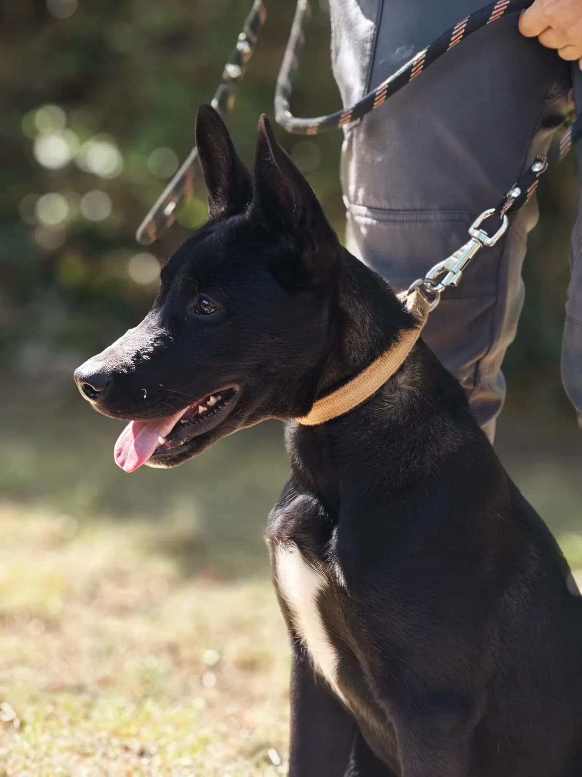 Kiwi, male Mixed Breed for adoption at SPA Saint-Étienne Loire, Saint-Étienne