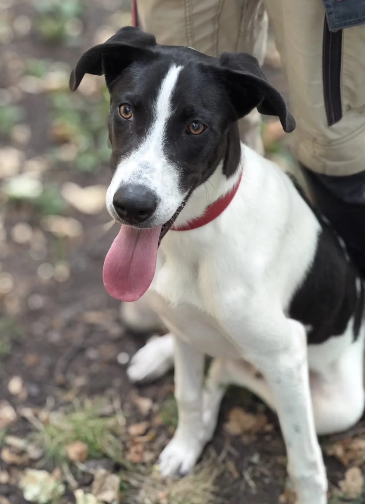 Rocky, male puppy Border Collie for adoption at SPA Saint-Étienne Loire, Saint-Étienne