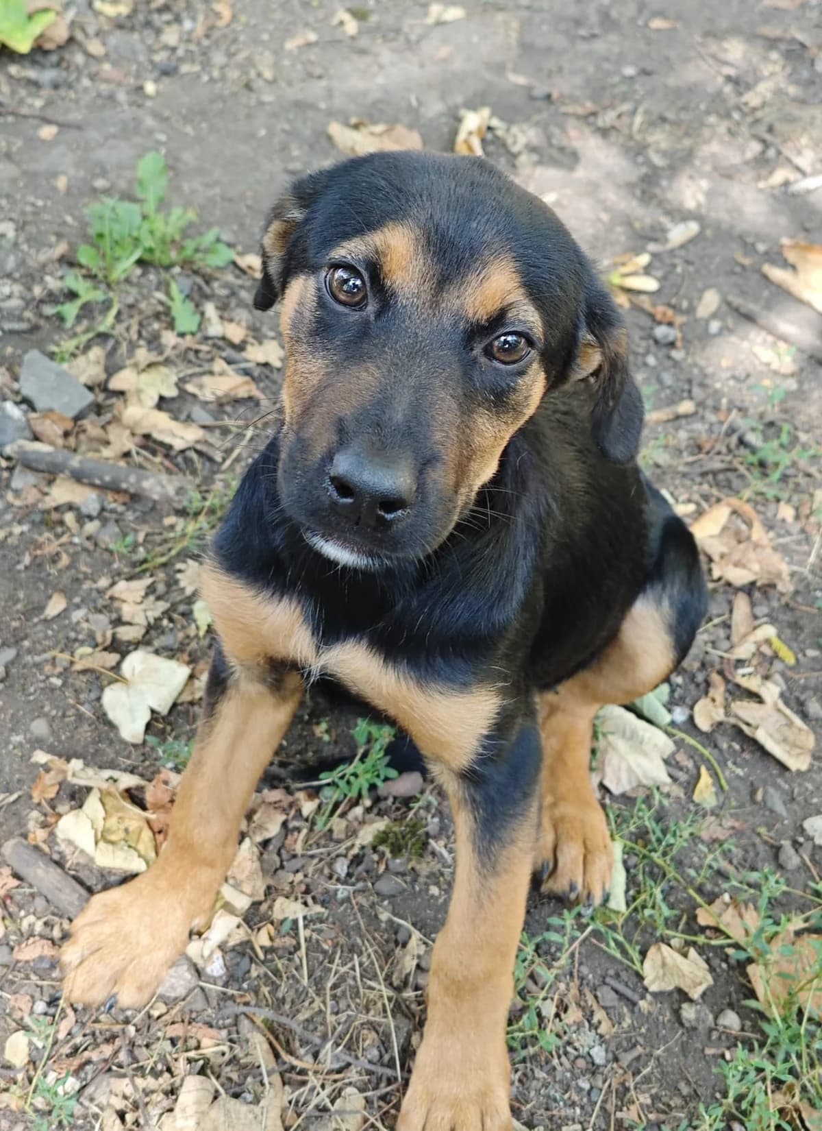 Jaury, female puppy Mixed Breed for adoption at SPA Saint-Étienne Loire, Saint-Étienne