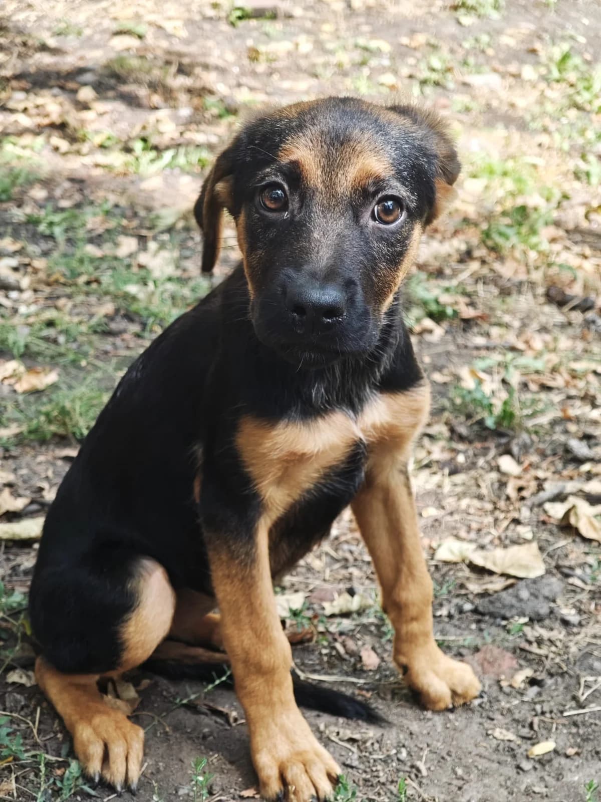Jade, female puppy Mixed Breed for adoption at SPA Saint-Étienne Loire, Saint-Étienne