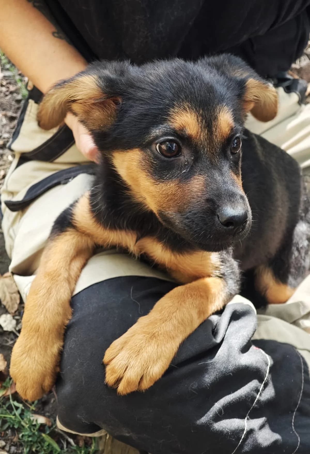 Jina, female puppy Mixed Breed for adoption at SPA Saint-Étienne Loire, Saint-Étienne