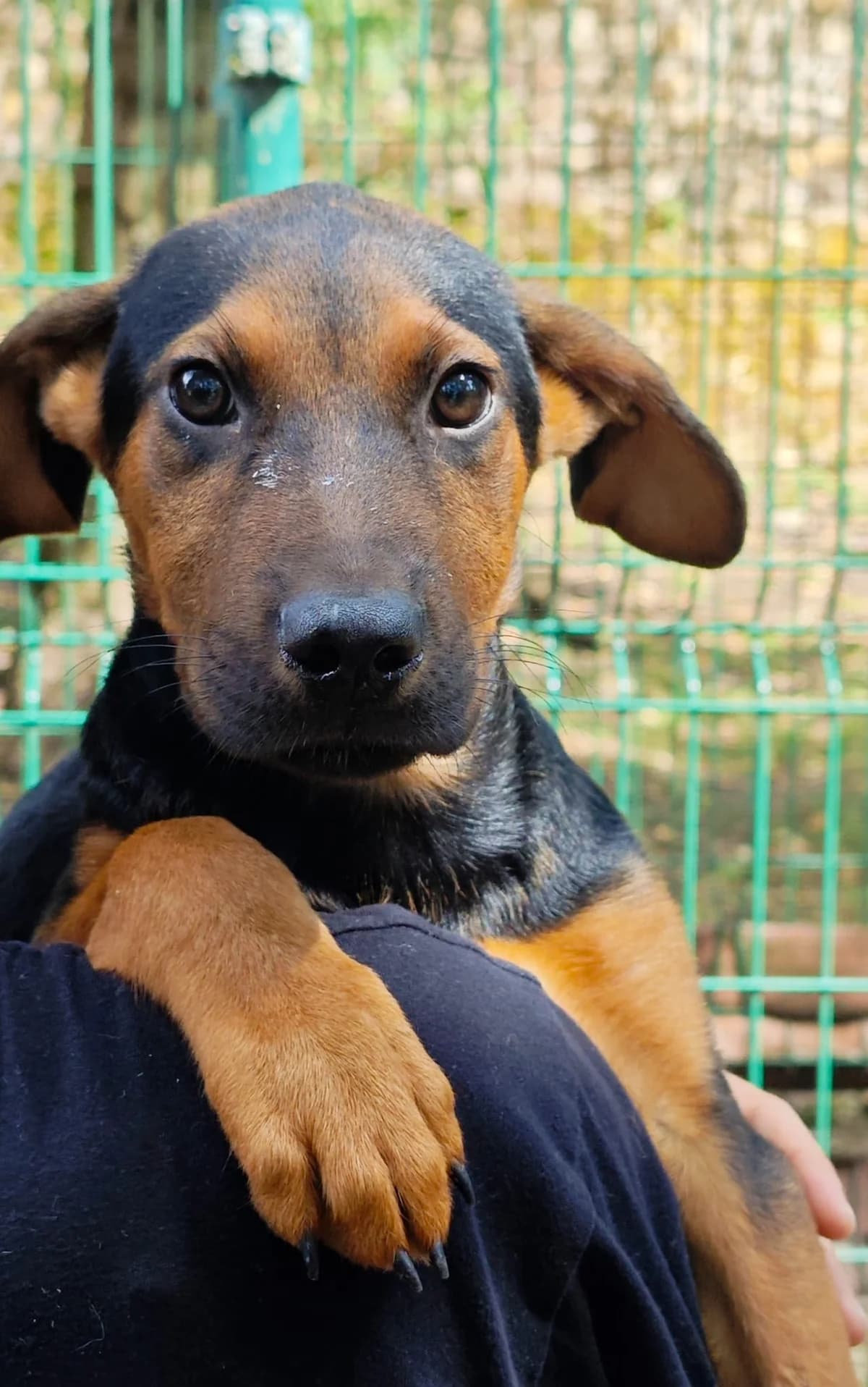 Joker, male puppy Mixed Breed for adoption at SPA Saint-Étienne Loire, Saint-Étienne