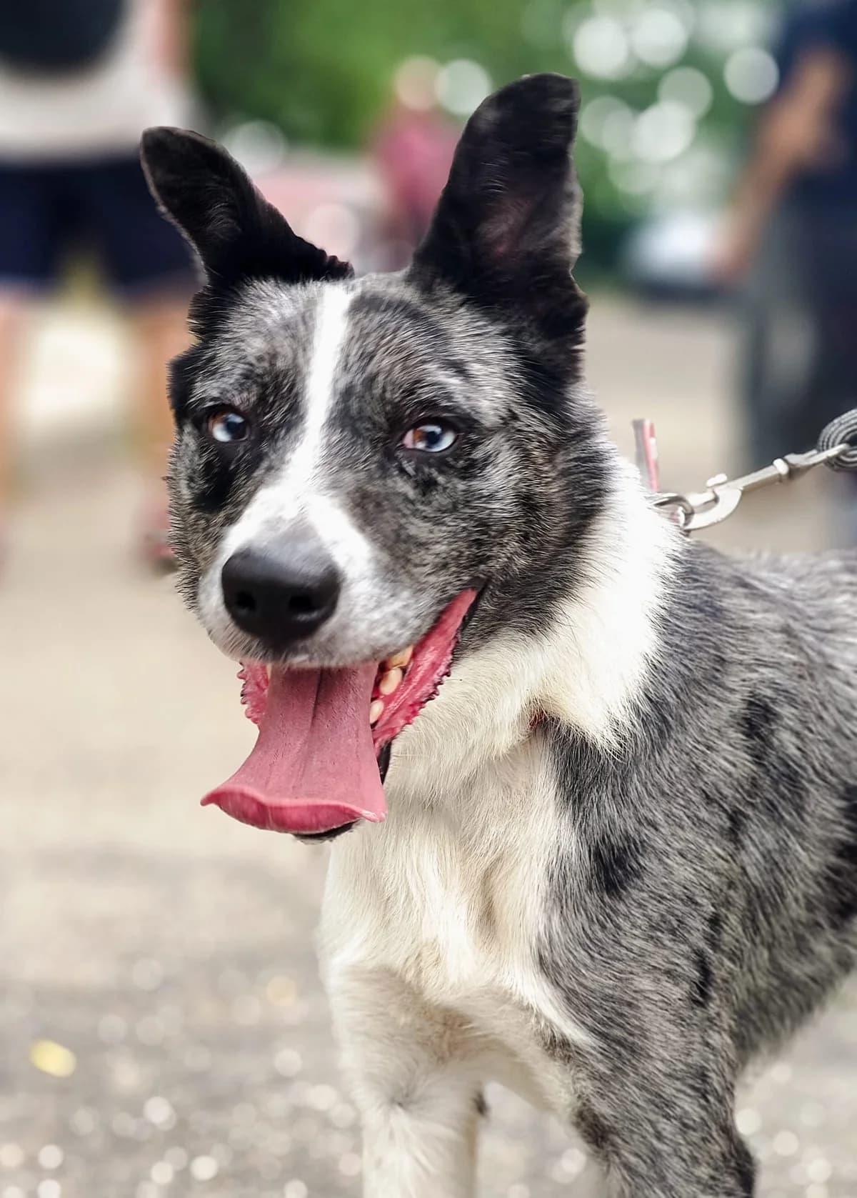 Yanki, male 3yo Border Collie for adoption at SPA Saint-Étienne Loire, Saint-Étienne