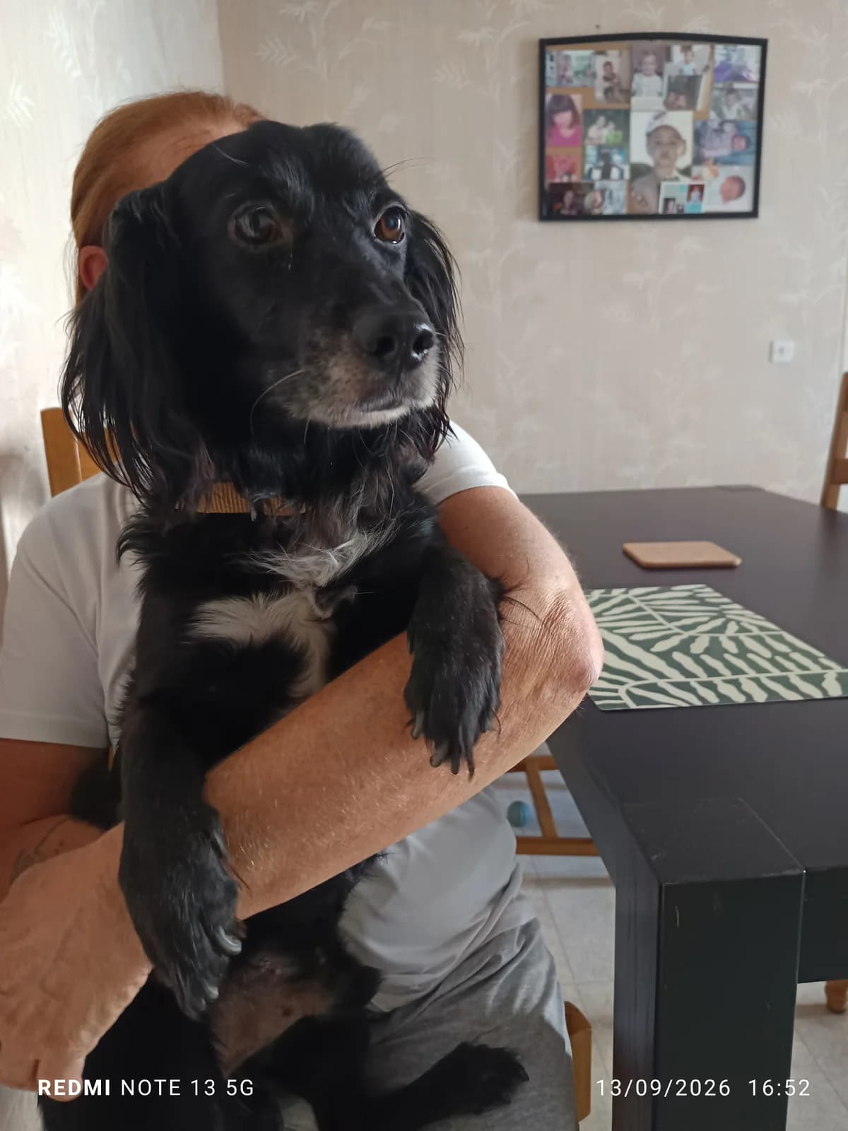 Olaf, male Dachshund for adoption at SPA Saint-Étienne Loire, Saint-Étienne