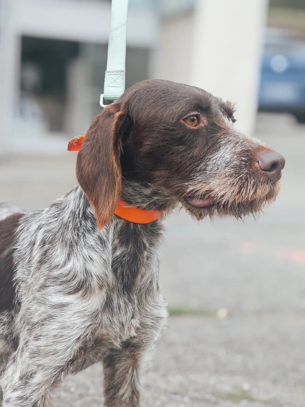 Roxane, female puppy German Shorthaired Pointer for adoption at SPA Saint-Étienne Loire, Saint-Étienne