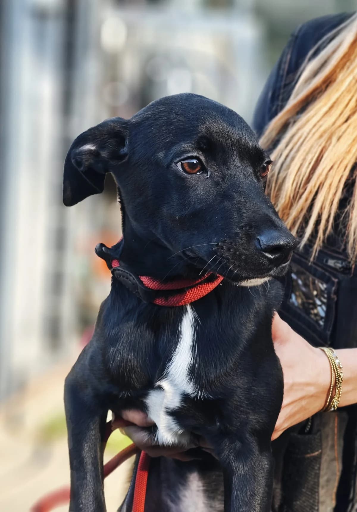 Bernie, male puppy mixed breed for adoption at SPA Saint-Étienne Loire, Saint-Étienne