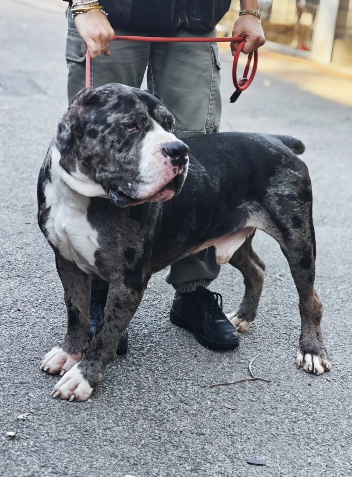 Black Dragon, male 6yo American Bully for adoption at SPA Saint-Étienne Loire, Saint-Étienne