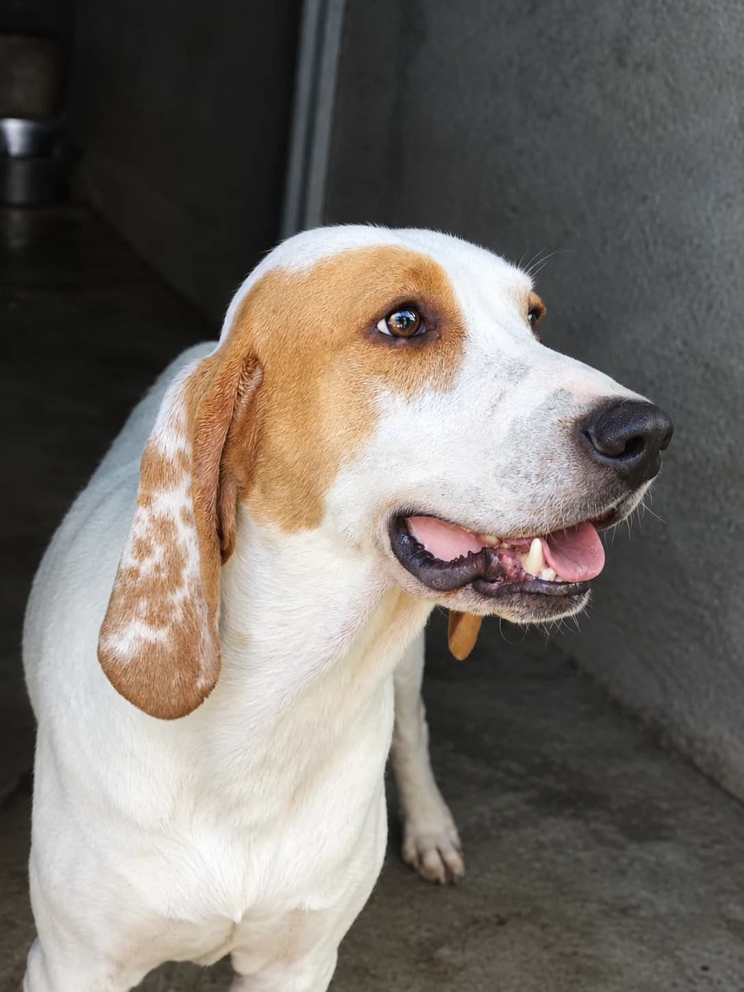 Tino, male young mixed breed for adoption at SPA Saint-Étienne Loire, Saint-Étienne
