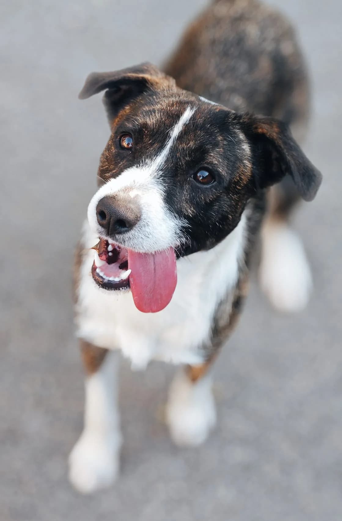 Miky, male young mixed breed for adoption at SPA Saint-Étienne Loire, Saint-Étienne