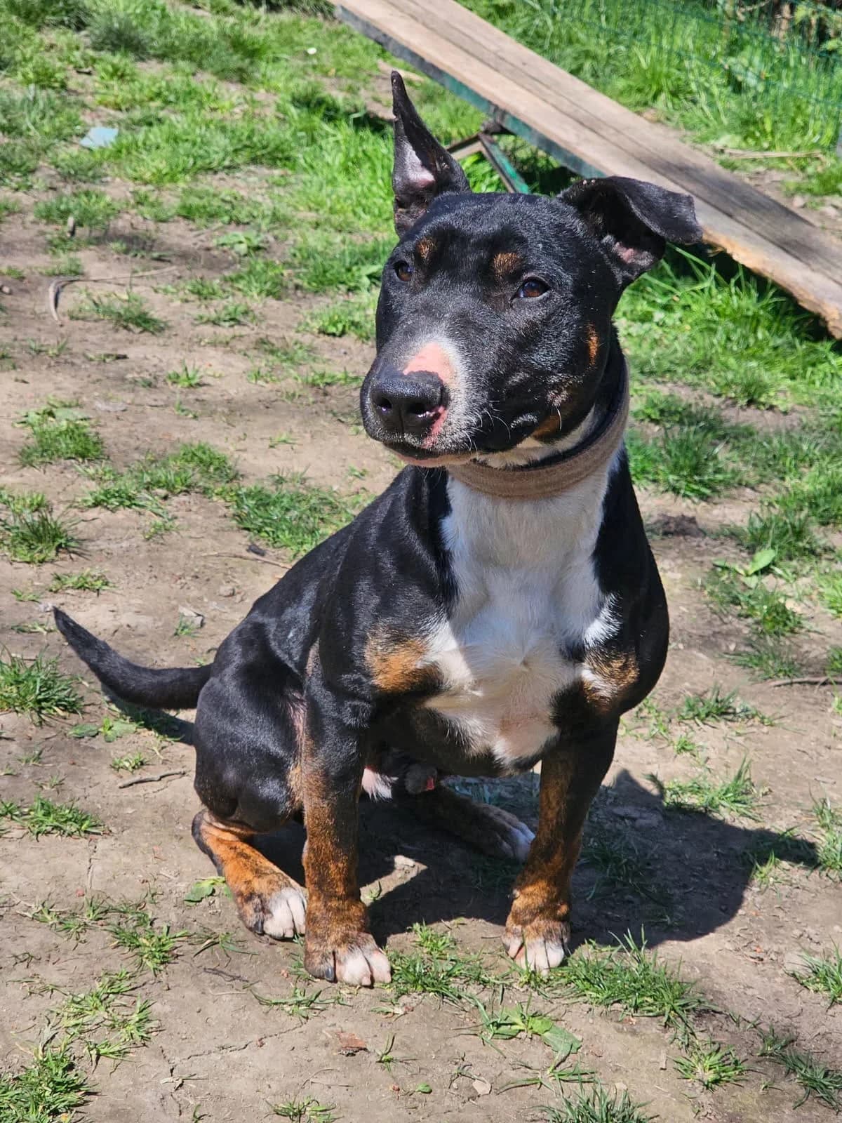 Saff, male 4yo Jack Russell Terrier for adoption at SPA Saint-Étienne Loire, Saint-Étienne