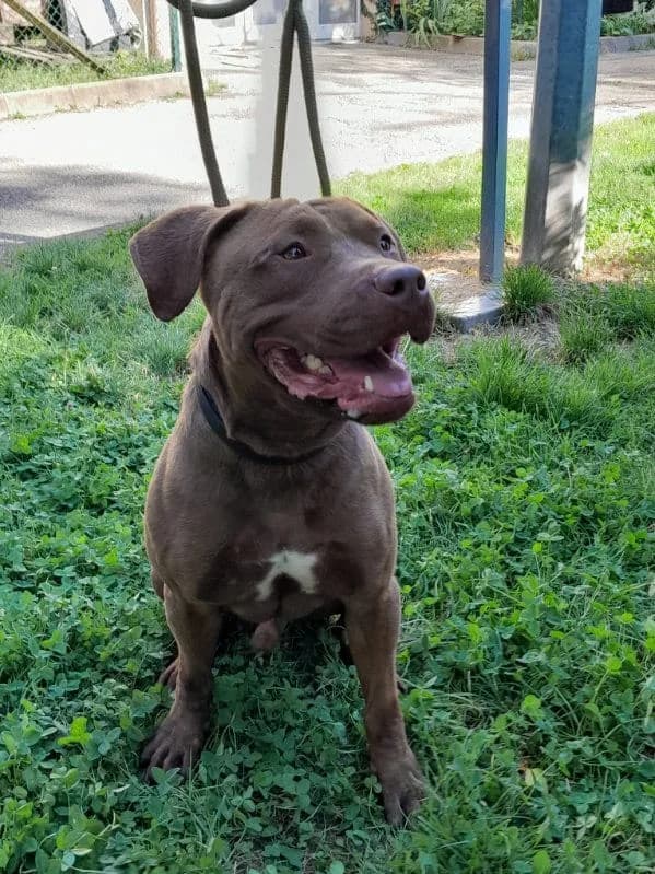 Aïley, male 4yo mixed breed for adoption at SPA Saint-Étienne Loire, Saint-Étienne