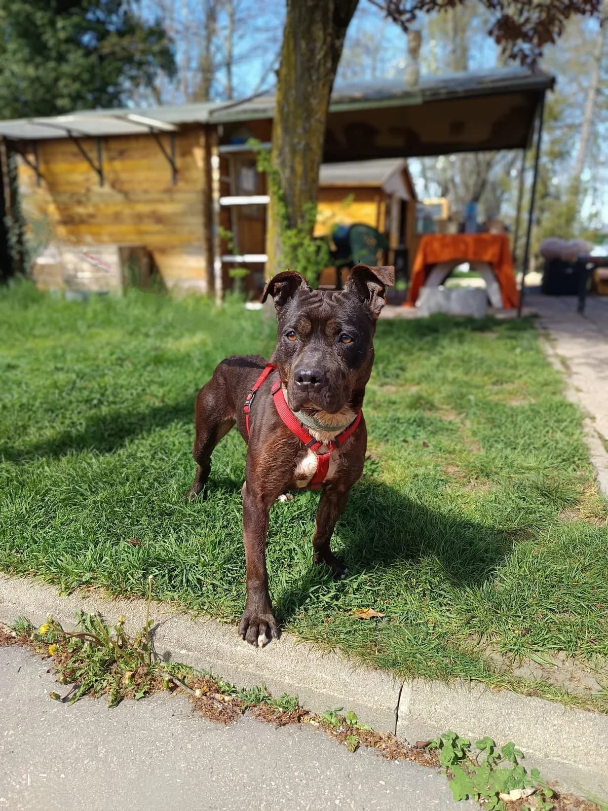 Luna, female Mixed Breed for adoption at SPA Saint-Étienne Loire, Saint-Étienne
