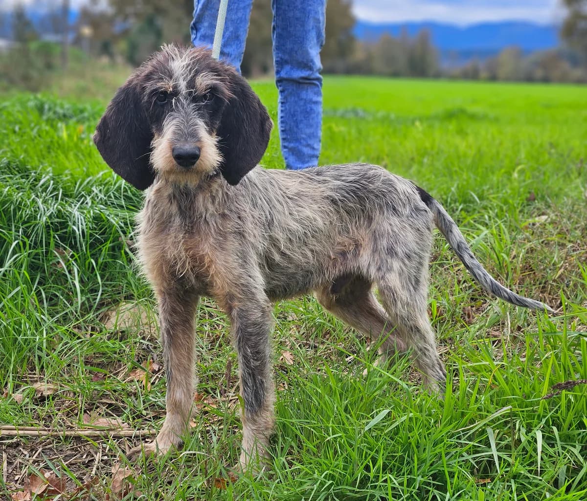 ABOU, male young mixed breed for adoption at SPA 65 Tarbes, Tarbes
