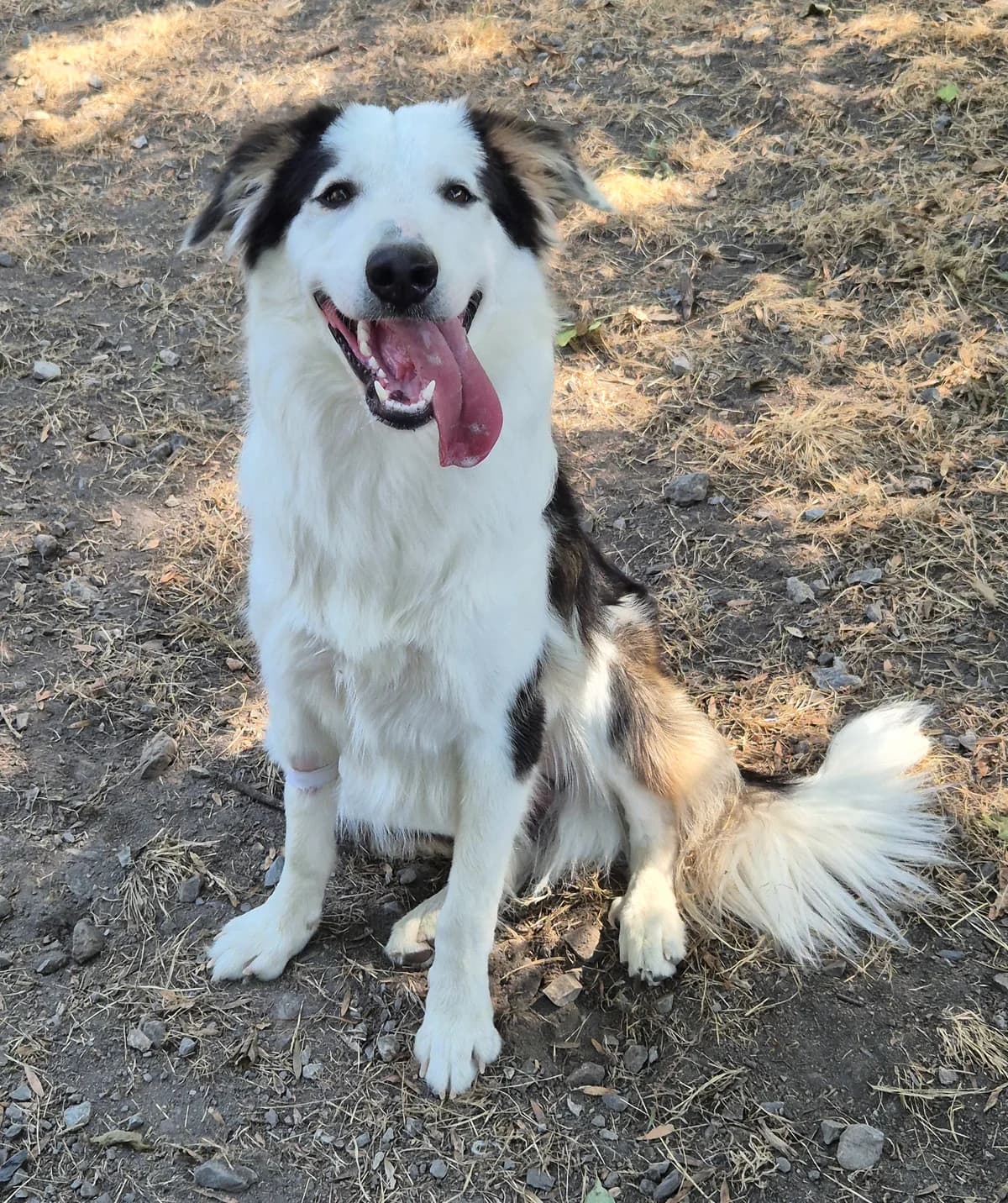 AIKO, Border Collie (SPA 65 Tarbes)