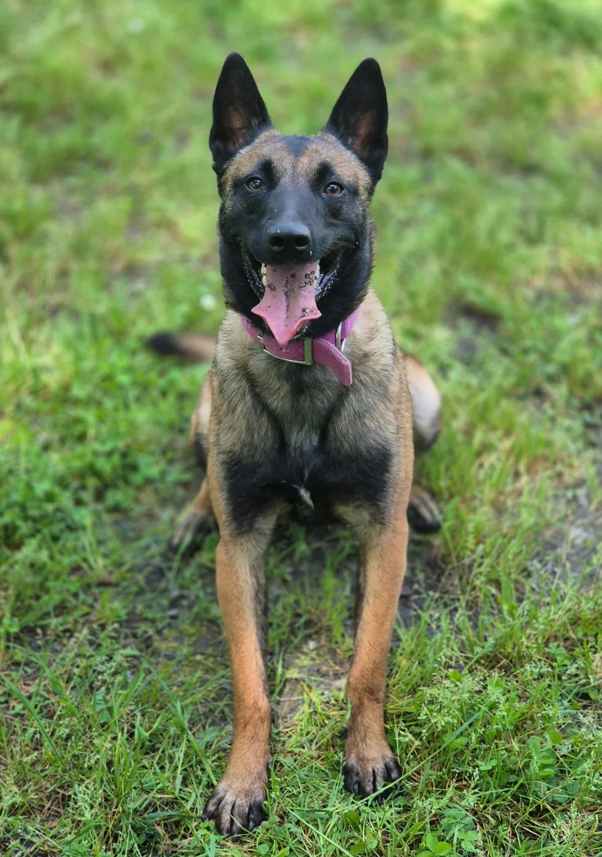 ALASKA, female puppy Belgian Malinois for adoption at SPA 65 Tarbes, Tarbes