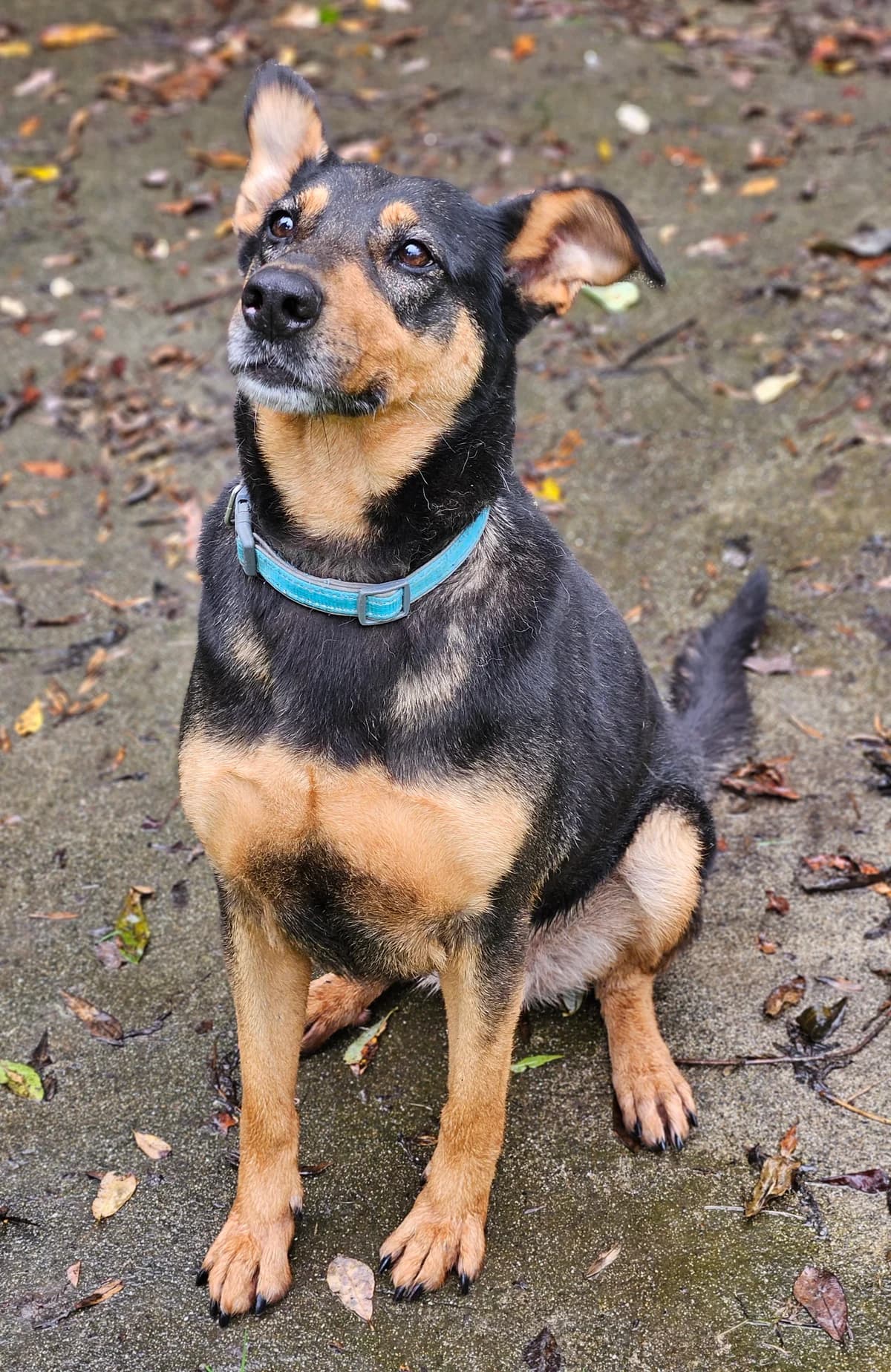 🆘AMBRE – OPERATION DOYEN🆘, female senior mixed breed for adoption at SPA 65 Tarbes, Tarbes
