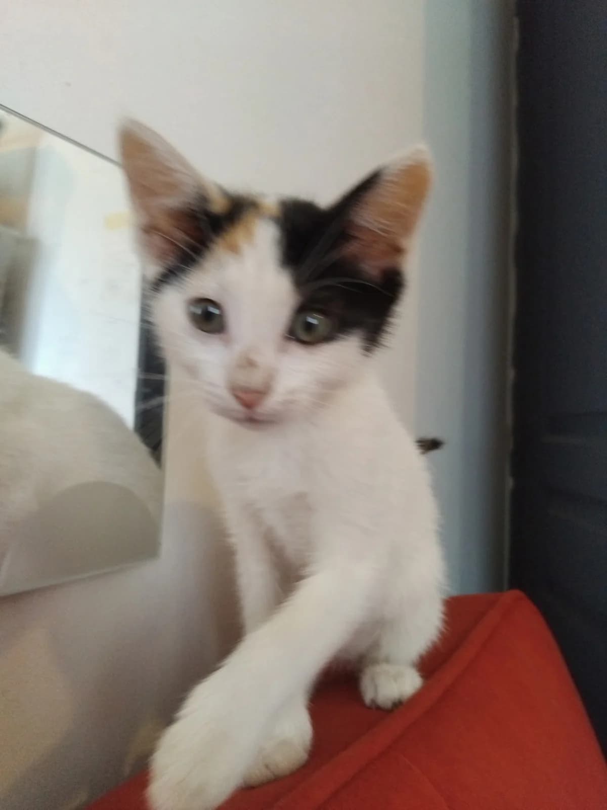ANGELE, female puppy Mixed Breed for adoption at SPA 65 Tarbes, Tarbes