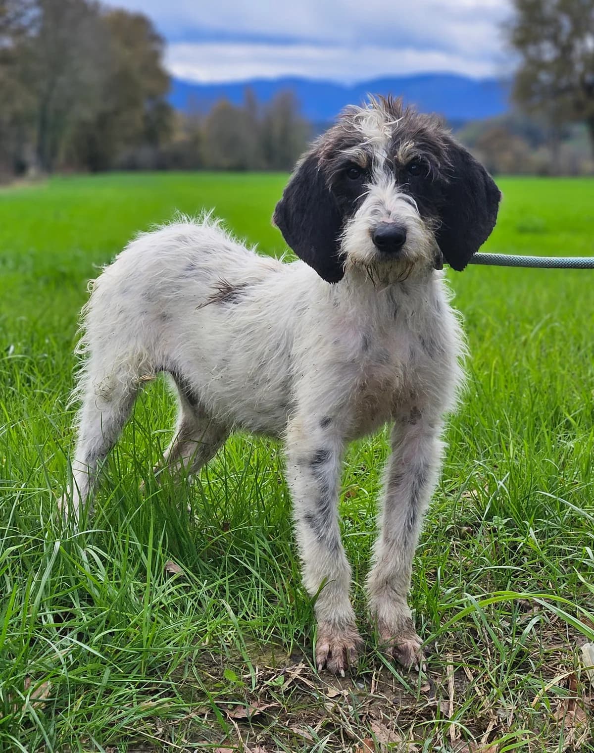 APPY, male young mixed breed for adoption at SPA 65 Tarbes, Tarbes