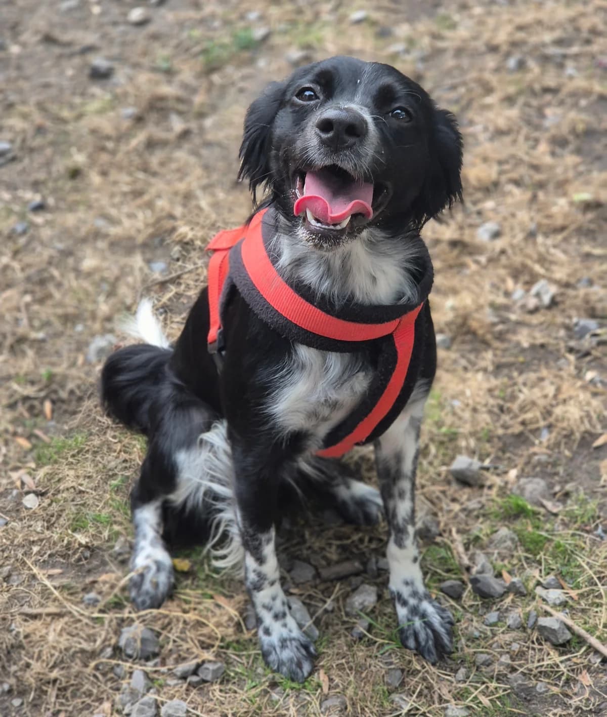 ARIA, female young Border Collie for adoption at SPA 65 Tarbes, Tarbes