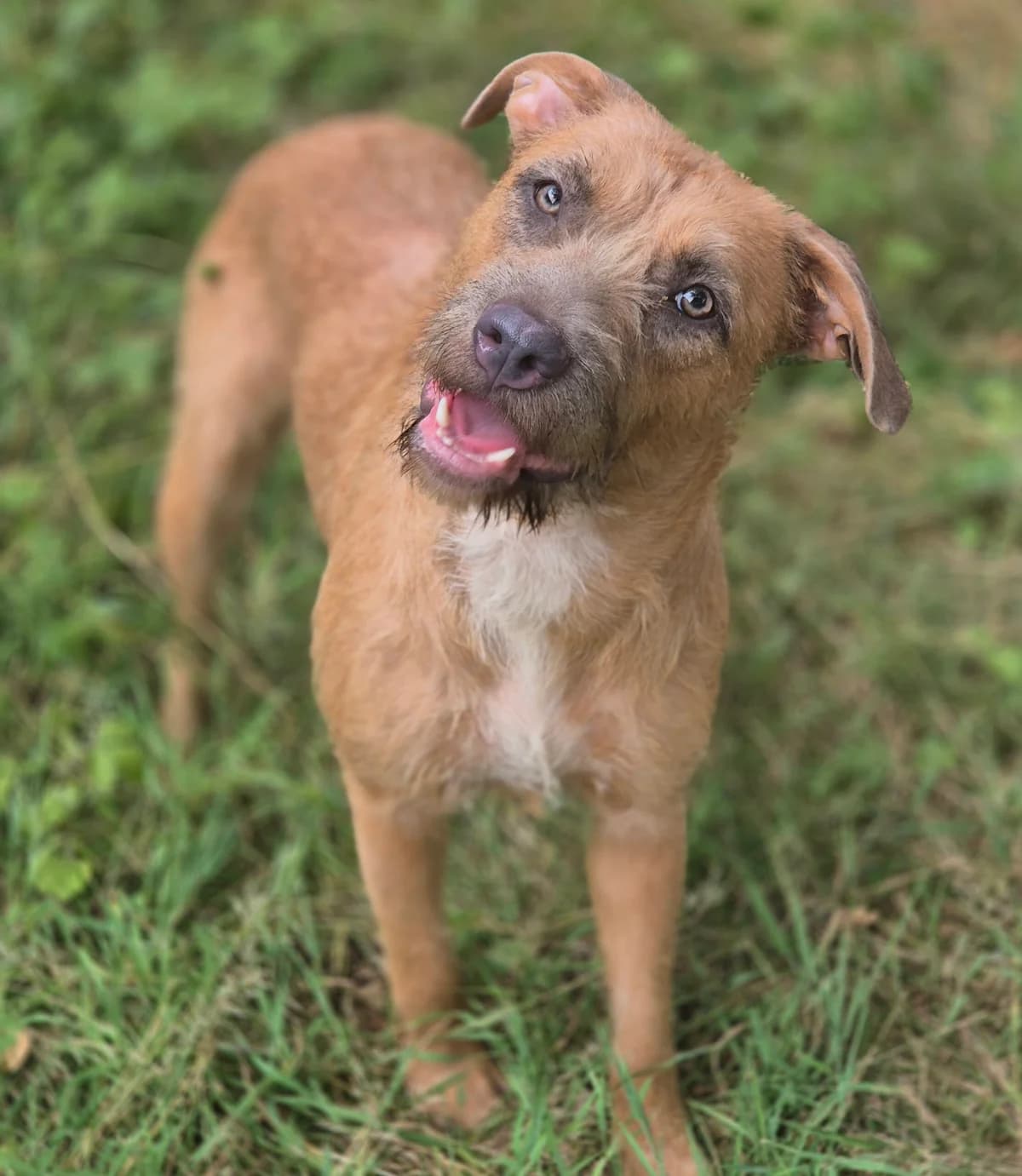ARYA, female young mixed breed for adoption at SPA 65 Tarbes, Tarbes